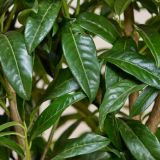 Kirschlorbeer-'Genolia'-Hecke