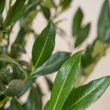 Kirschlorbeer-'Reynvaanii'-Hecke