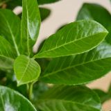 Kirschlorbeer-'Rotundifolia'-Hecke