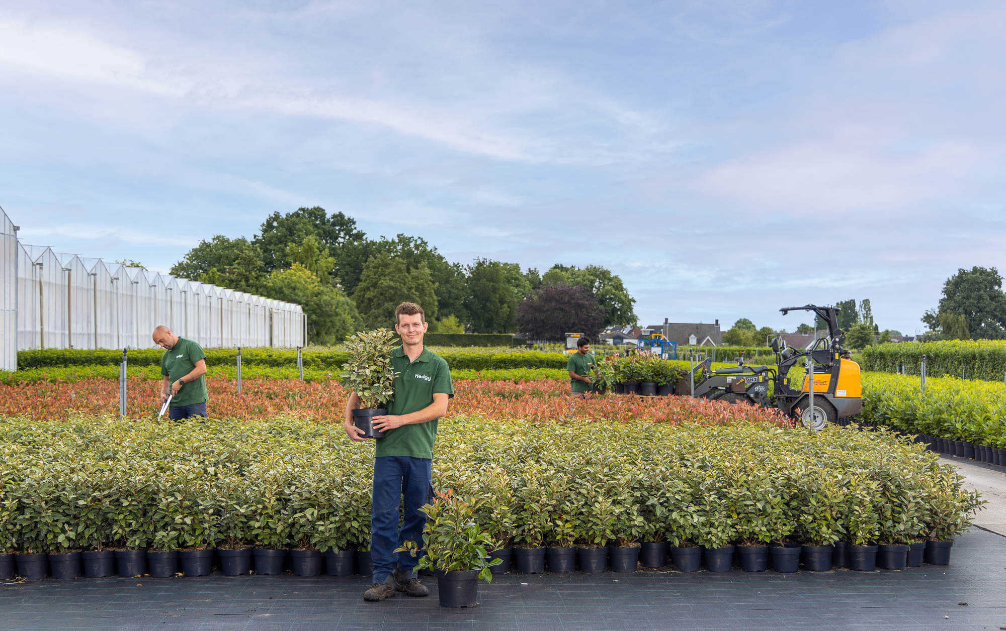 Gartnerei und Hecken Webshop