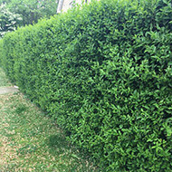 Gemeiner-Liguster-Hecke